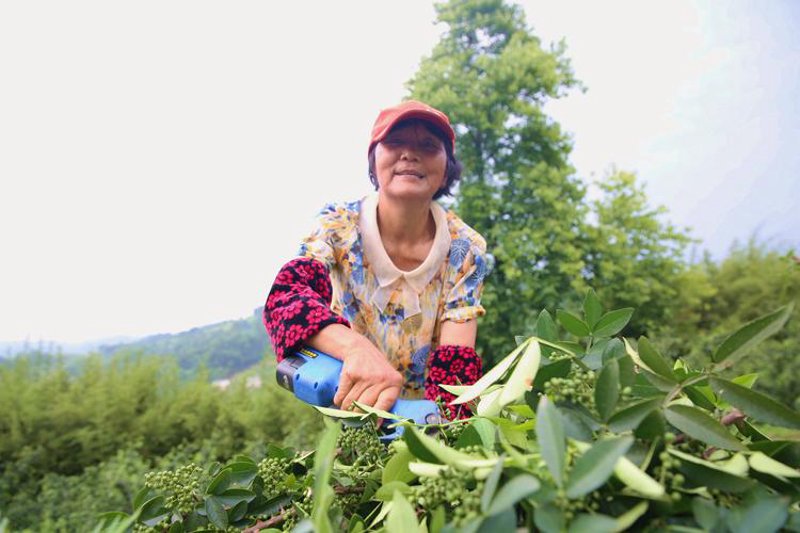「龚小娅葡萄」种植技巧揭秘