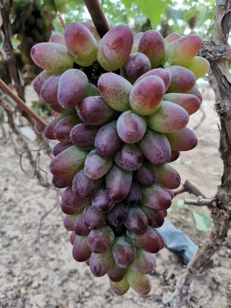 葡萄种植基地：现代农业的绿洲